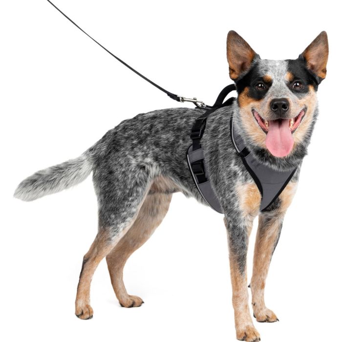 PETSAFWMESPHMGRY Image 1