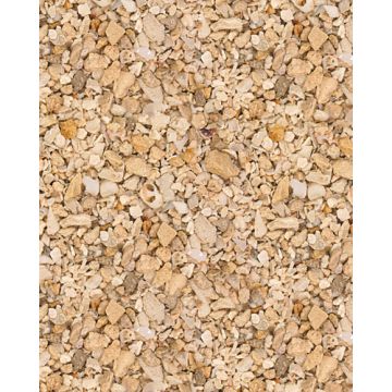CARIBS00150 Image 1
