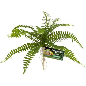 ZOOMEDBU63 Image 1